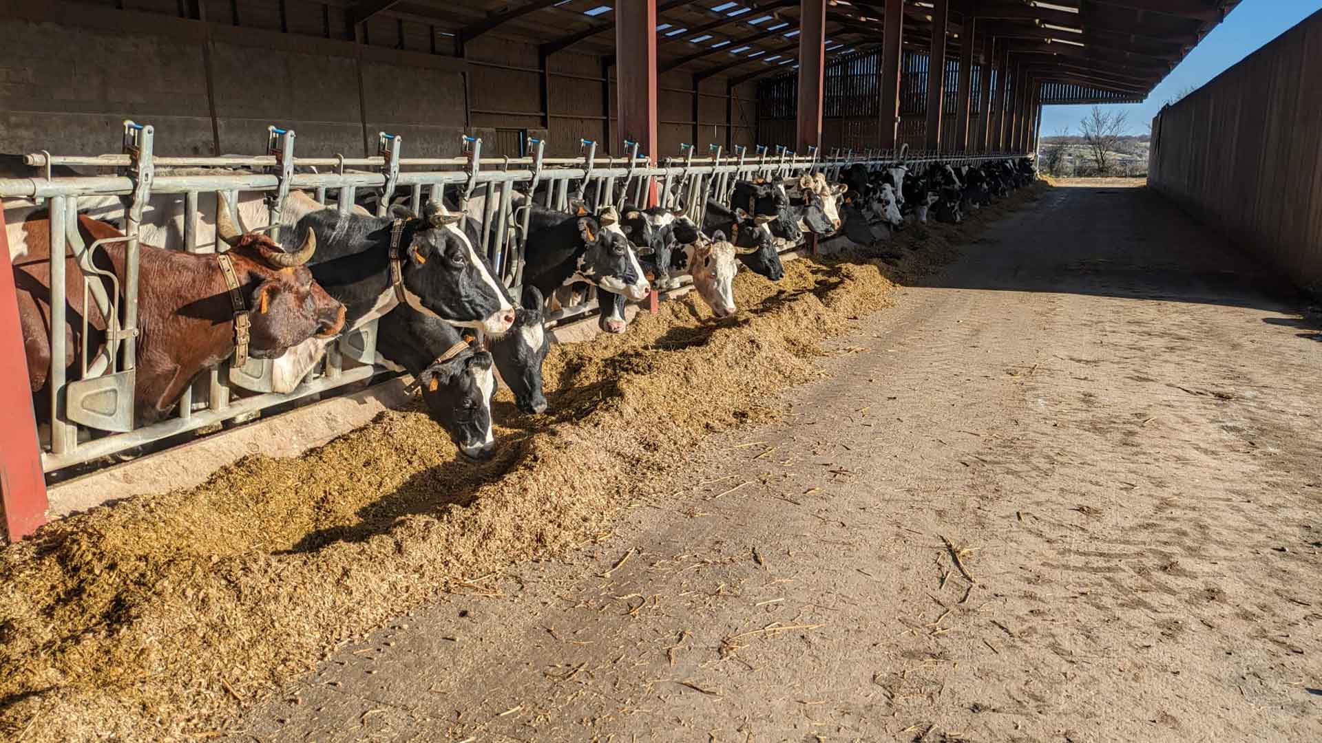 Assouplissement des dérogations pour l’alimentation des troupeaux bio