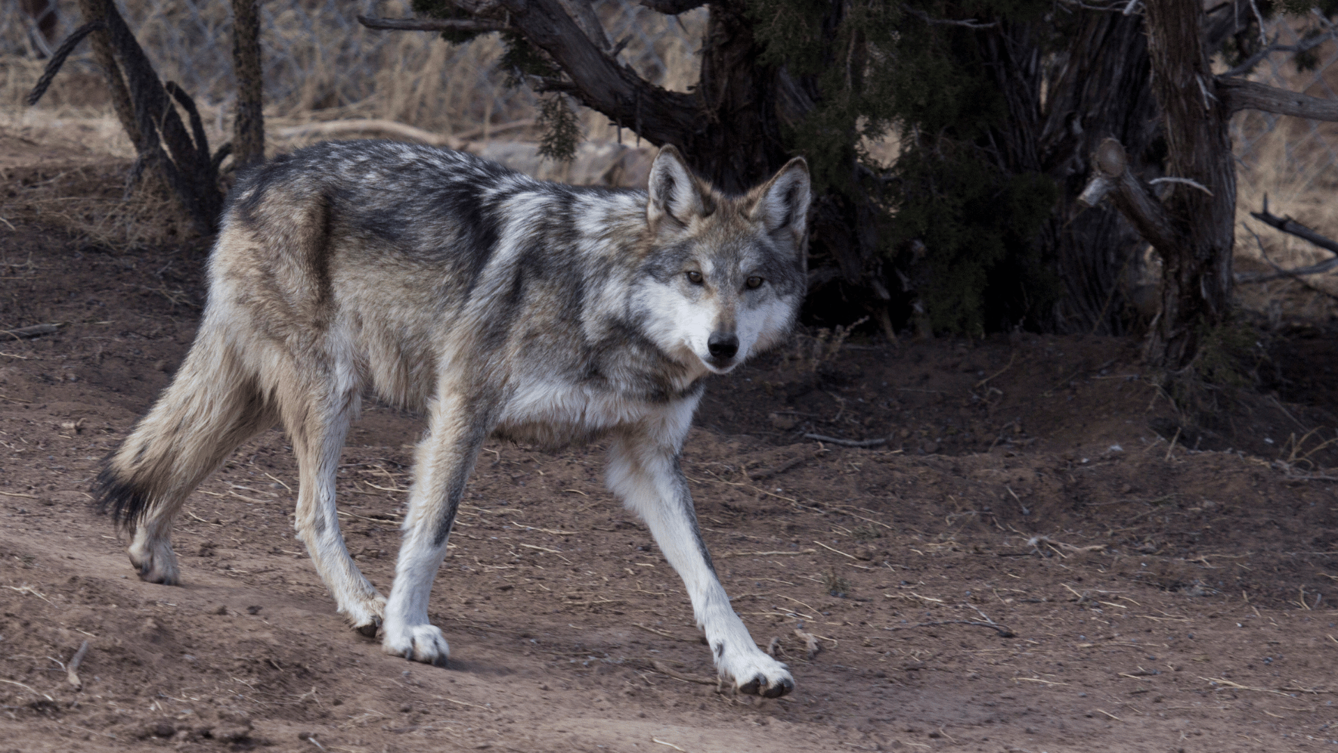 Loup : 11 constats de mortalité en 2026