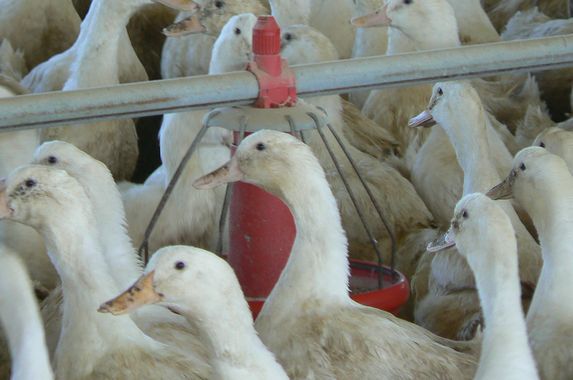 IAHP : Mise en place d&rsquo;une Zone de mesures complémentaires (ZMC)