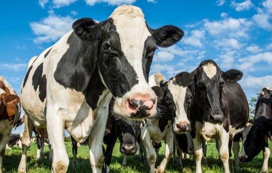 Prix du lait : dans l’Ouest, la FRSEA lance « un dernier avertissement » avant le Space