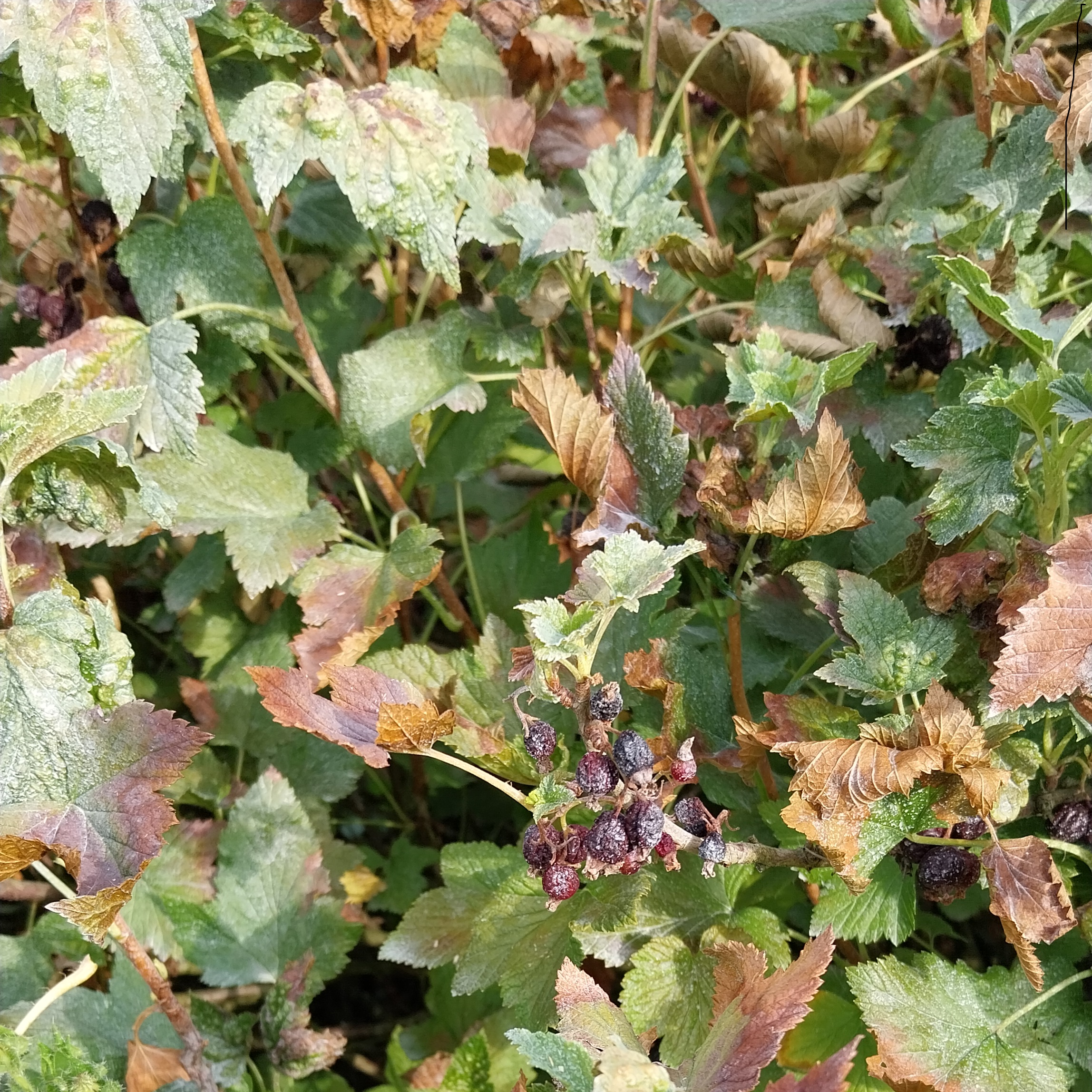 Cassis/Groseilles : de gros dégâts suite à la canicule