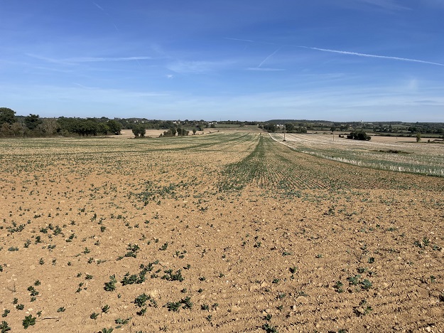 Colza : préserver l&rsquo;accès à l&rsquo;écorégime en cas de destruction